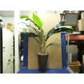 Artificial Plant With Decorative Planter